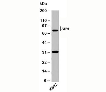 ATF6 Antibody