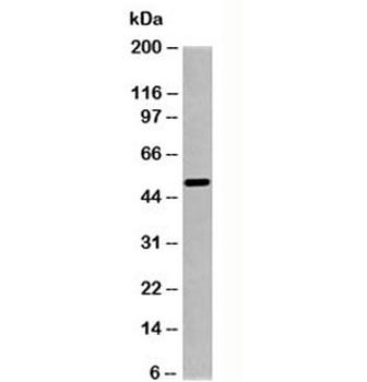 SGK1 Antibody