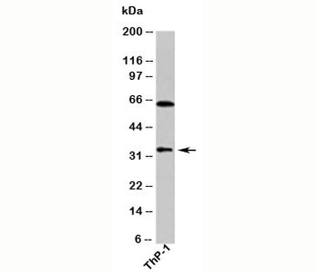 DUSP13 Antibody