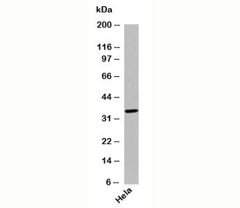 GPR77 Antibody