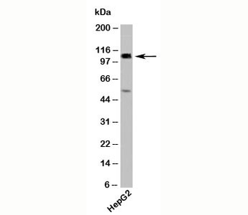 CYLD Antibody