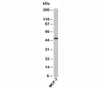 RUNX2 Antibody