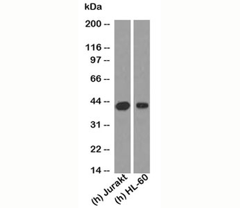 RUNX3 Antibody