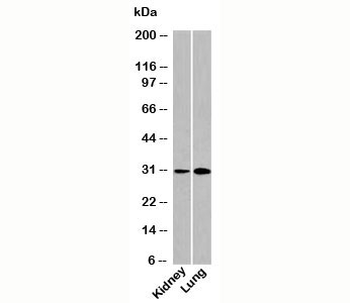 DRAM Antibody
