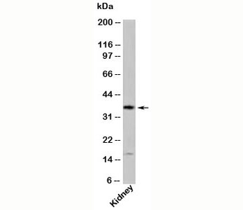 GBL Antibody / G protein beta subunit-like / GbetaL