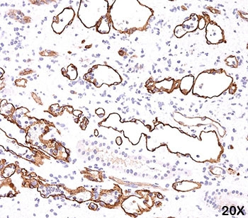 C4d / Complement 4d Antibody