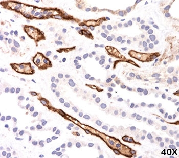 C4d / Complement 4d Antibody