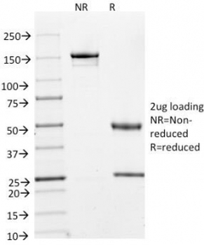 Cyclin A2 Antibody / CCNA2