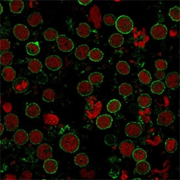 CD6 Antibody Cocktail