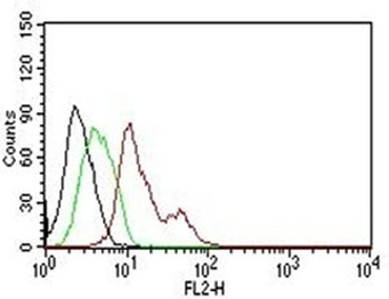 Estrogen Receptor alpha Antibody