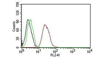Estrogen Receptor beta Antibody PE Conjugate