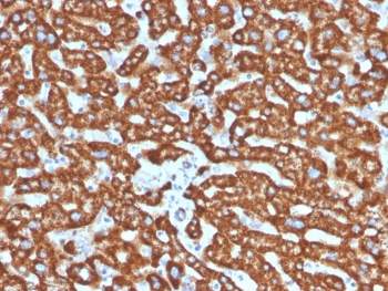 HSP60 Antibody