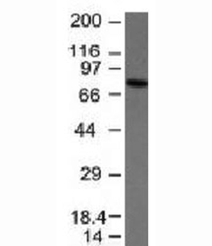 IgM Heavy Chain Antibody