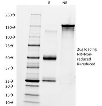 IgM Heavy Chain Antibody