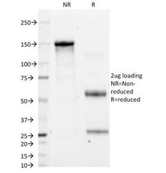 CD11a Antibody / LFA-1