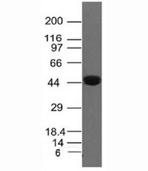 KRT8 Antibody / Cytokeratin 8