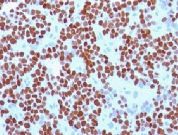 NKX2.2 Antibody