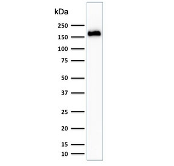 Podocalyxin Antibody / PODXL