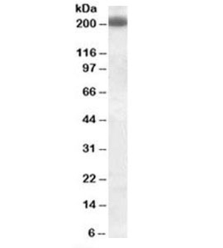CD45RB Antibody (B-cell marker)
