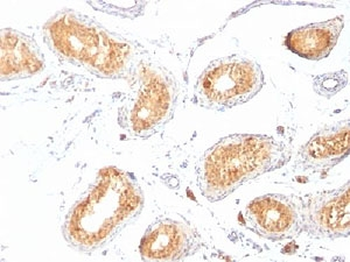 PMEL17 / Melanoma gp100 Antibody