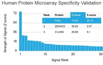 PMEL17 / Melanoma gp100 Antibody