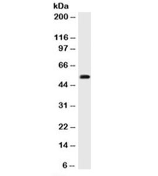 p53 Antibody Cocktail / TP53