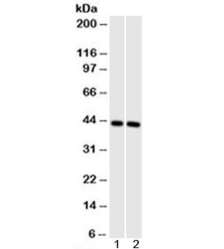Actin Antibody (pan muscle)