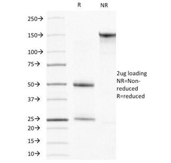 Actin Antibody (pan muscle)