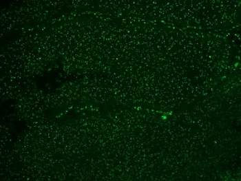 Nucleoli Marker Antibody