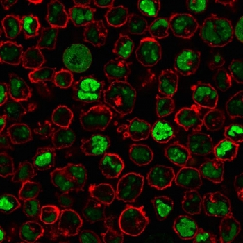 Nucleoli Marker Antibody
