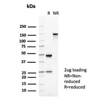 CD35 Antibody