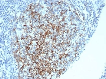 CD35 Antibody