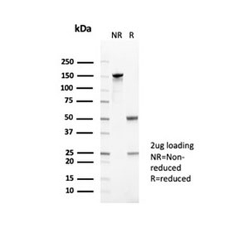 CD35 Antibody