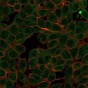 MED7 Antibody