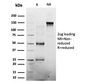 MED7 Antibody