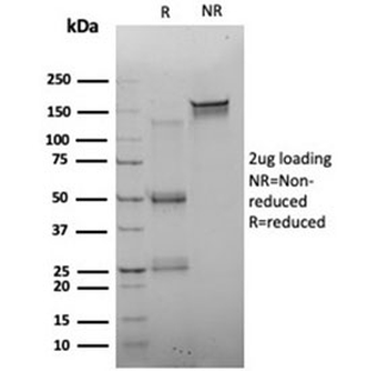 FOXQ1 Antibody