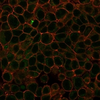 HDAC3 Antibody