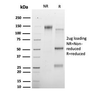 HDAC3 Antibody