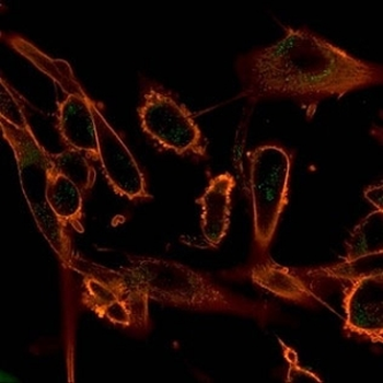 CBF beta Antibody / CBFB