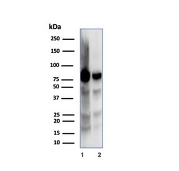 Ku80 Antibody / XRCC5