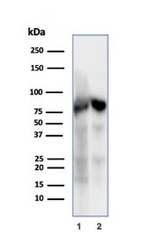 Ku80 Antibody / XRCC5