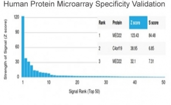 MED22 Antibody