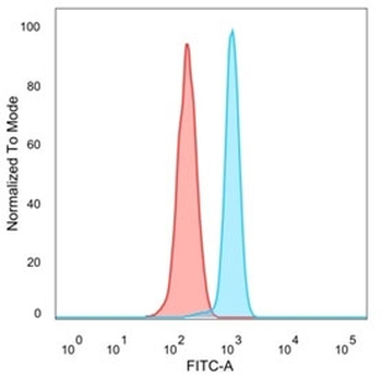 Serum Response Factor Antibody / SRF