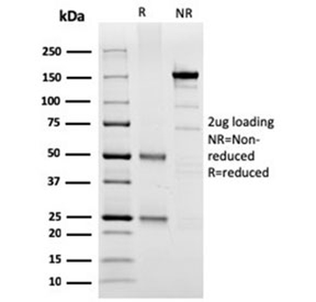 SPARC Antibody / Osteonectin