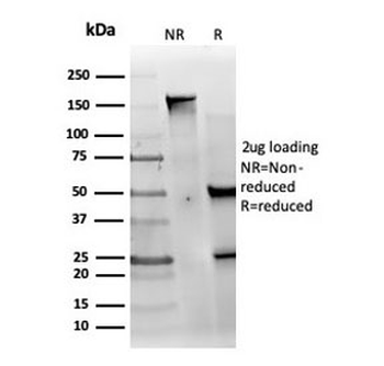 MED22 Antibody