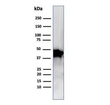Actin Beta Antibody / ACTB