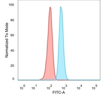 SRF Antibody / Serum Response Factor