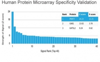 PRMT7 Antibody