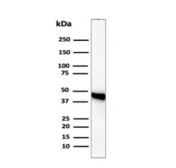 Beta Actin Antibody / ACTB