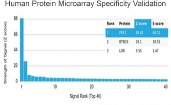 PBX2 Antibody